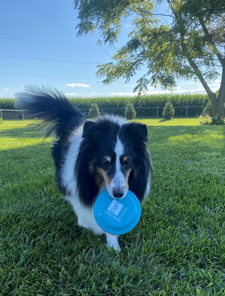 Dog with MCESA frisbee